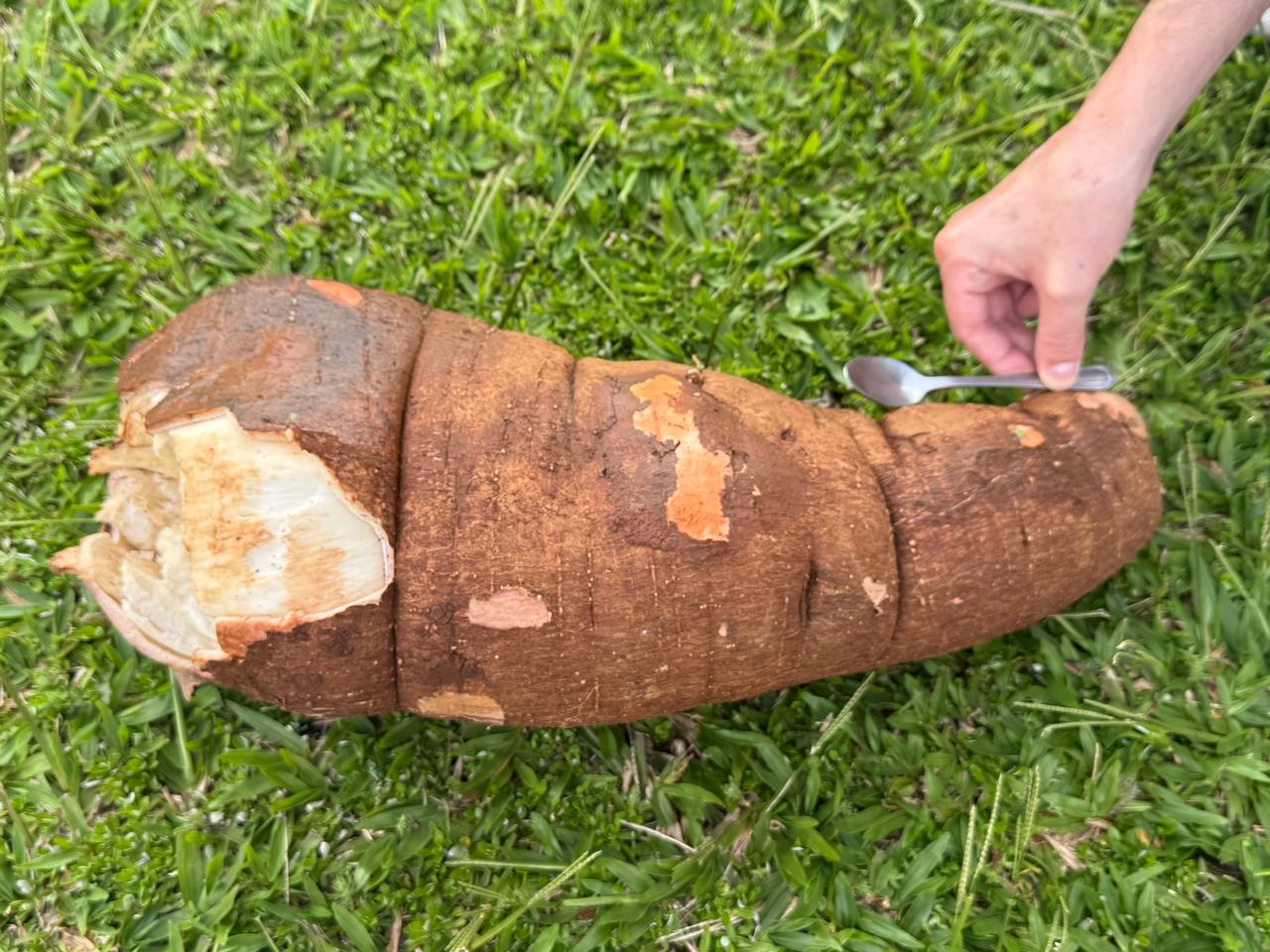 Família Turatti colhe mandioca gigante e deixa em exposição no mercado local