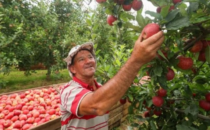 SC investirá mais de R$ 7 milhões em pesquisas agropecuárias; entenda