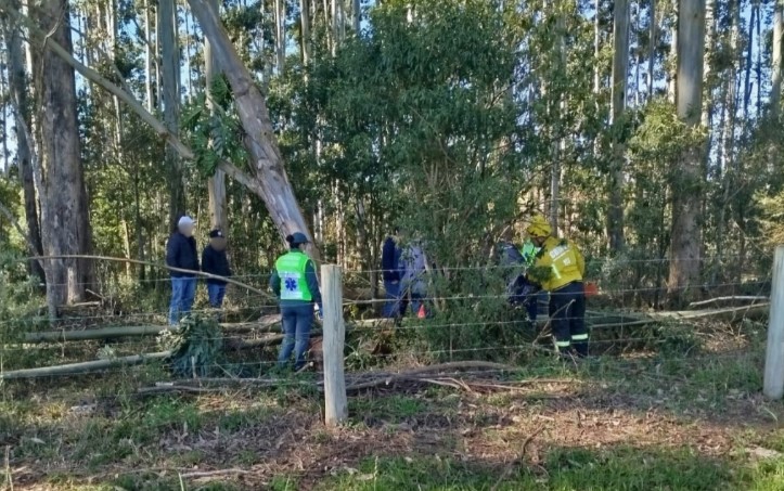 Idoso morre ao ser atingido por eucalipto durante corte de árvores em SC