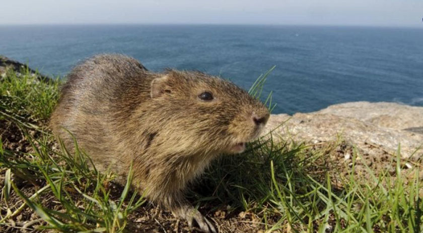 Ilha de SC é o único lugar do mundo a abrigar mamífero ameaçado de extinção