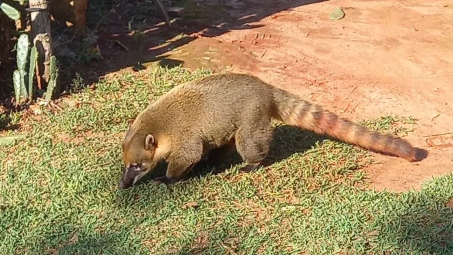 Mulher fica em estado grave após ser atacada por quati, em Brasilândia do Sul; idoso de 86 anos também foi ferido pelo animal