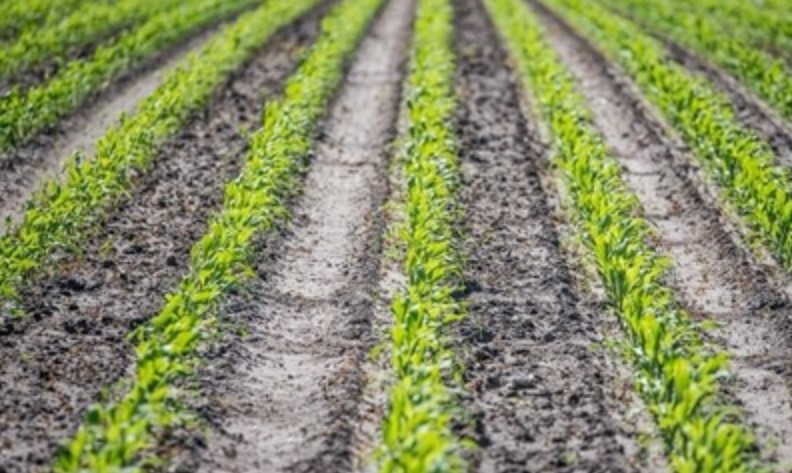 Agronegócio atinge maior valor de produção da história, informa governo