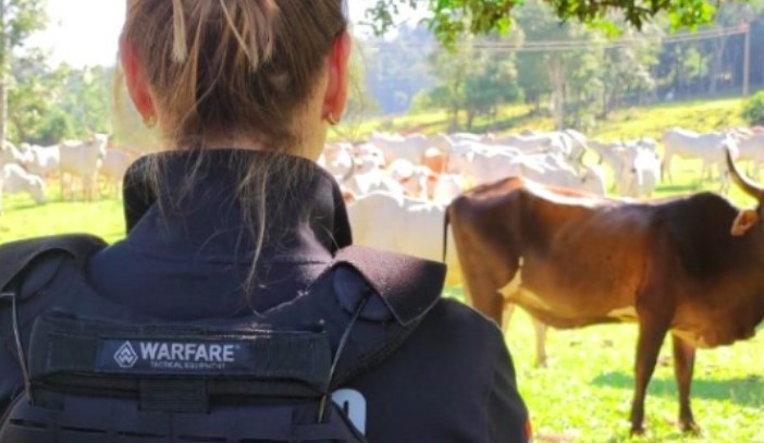 Bovino furtado no ano passado é recuperado com auxílio de drone