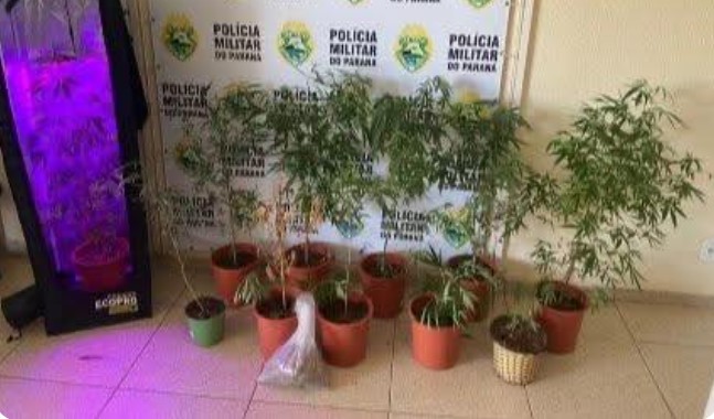 PM prende dois homens que cultivavam maconha em estufa em apartamento