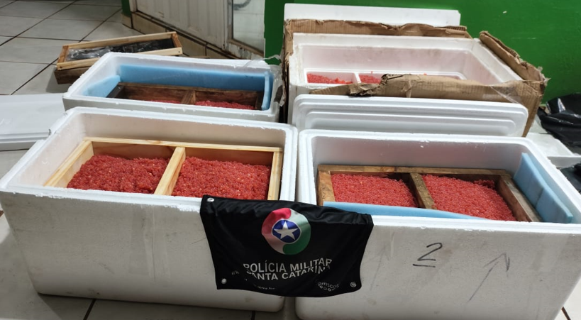 Polícia Militar apreende 32,5 kg de ova de salmão