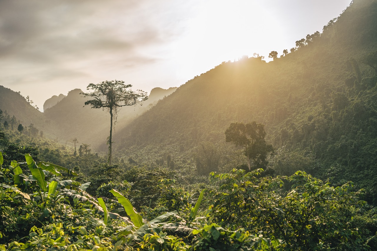 Dia Nacional da Mata Atlântica: conheça destinos sustentáveis em um dos biomas mais ricos do mundo