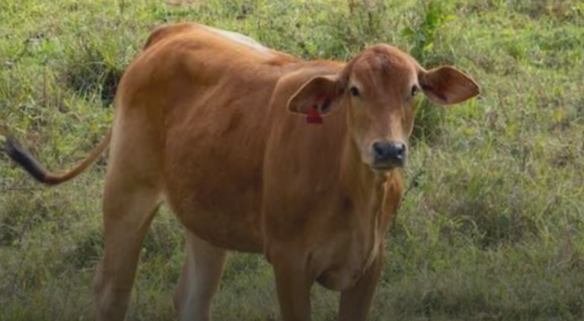 Homem leva coice e morre com preservativo no pênis após tentar estuprar vaca