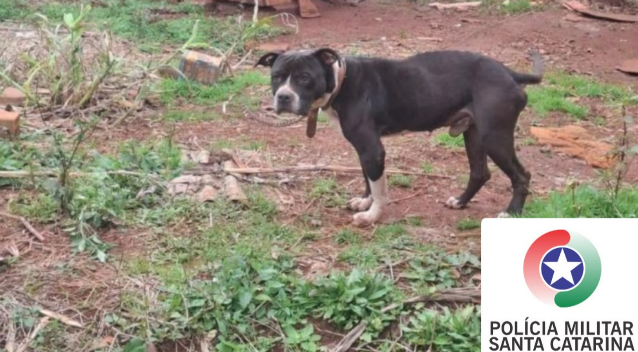 Mulher é presa por maus-tratos a pitbull em Bom Jesus