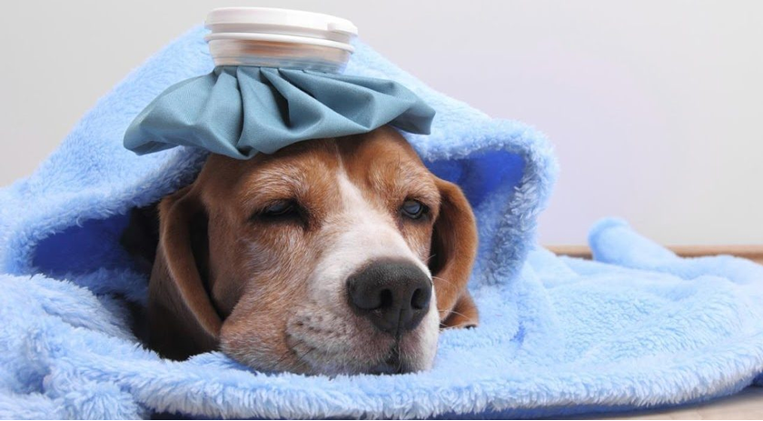 Gripe canina!