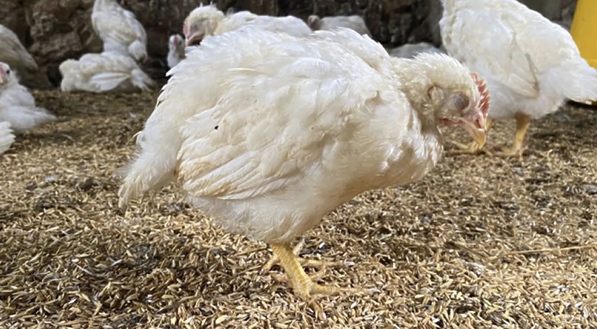 Ministério da Agricultura confirma terceiro foco da doença de Newcastle no Oeste de SC