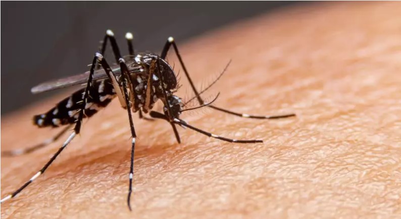 Com 231 mortes, cobertura vacinal da dengue não avança em SC