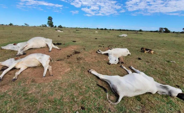 Onda de frio intenso mata mais de mil cabeças de gado em MS