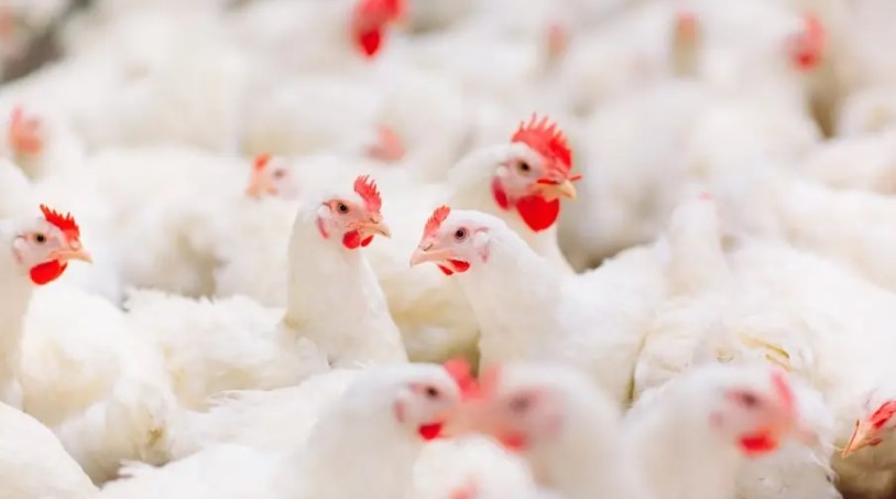 China retira veto de importação de produtos avícolas do Brasil por gripe aviária