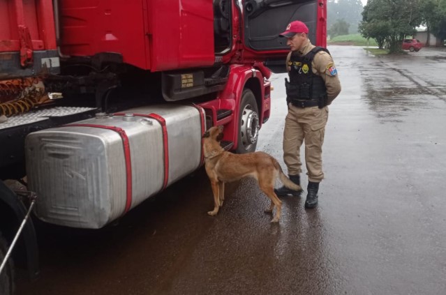 Motorista de caminhão é preso transportando 485 kg de maconha na PR-483
