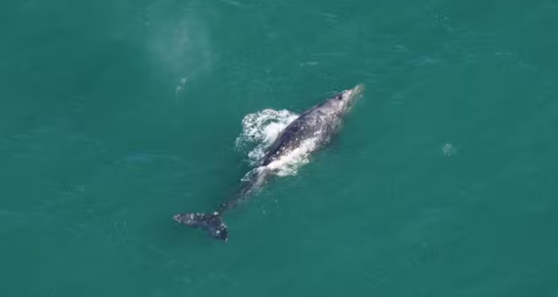 Baleia-cinzenta que parecia extinta é vista após 200 anos no Oceano Atlântico