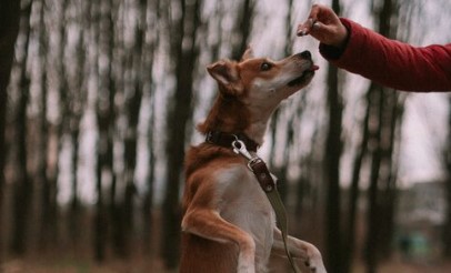 Mulher é presa suspeita de matar cachorro a golpe de machado