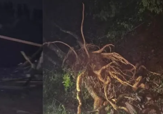 Vento forte provoca destelhamentos e queda de árvore no Extremo Oeste