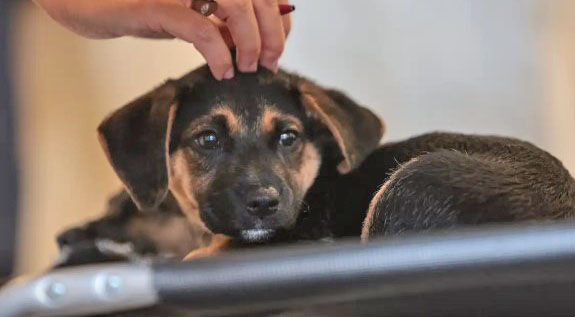 Lei define guarda compartilhada de pets; veja detalhes