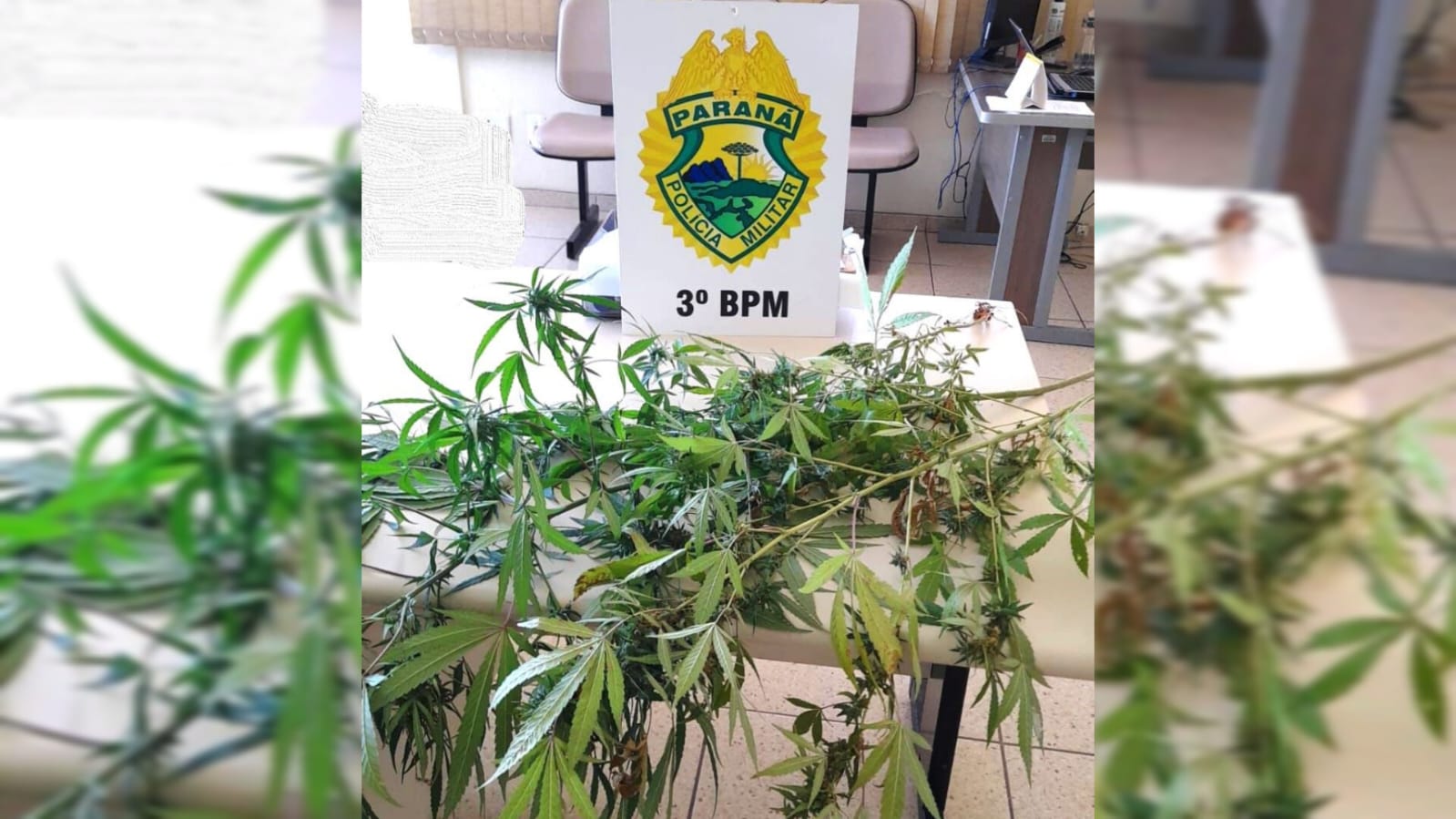 Homem é preso ao cultivar pés de maconha no fundo de sua residência