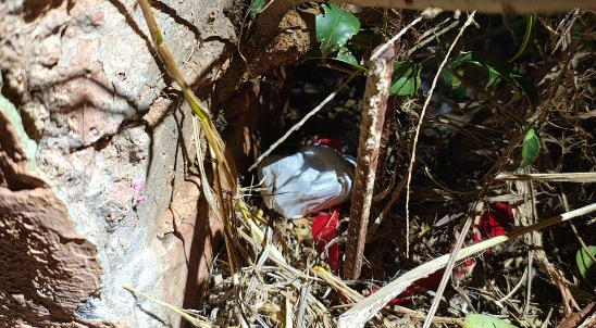 PM apreende porção de maconha abandonada em terreno baldio