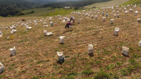 SC registra safras de alho e cebola menores do que as estimadas