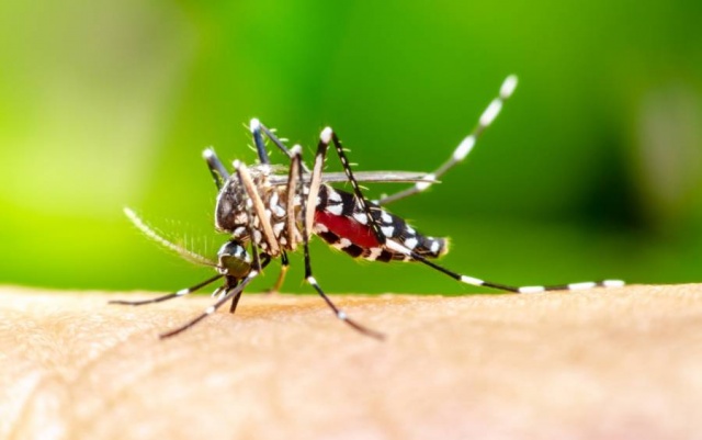 Brasil ultrapassa marca de 5,5 mil mortes por dengue em 2024