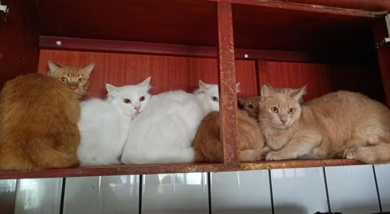 Mais de 400 gatos debilitados e doentes são encontrados vivendo em apartamento no Oeste de SC