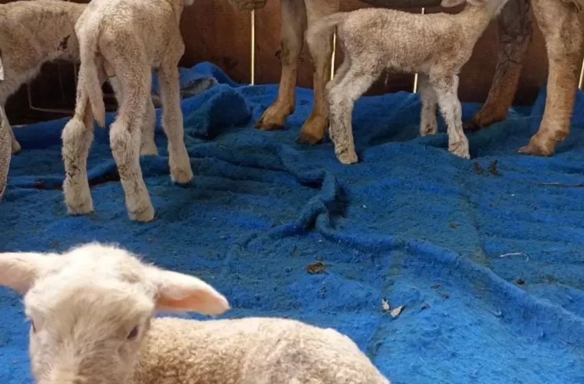 Ovelha tem quadrigêmeos pela 2° vez em um ano