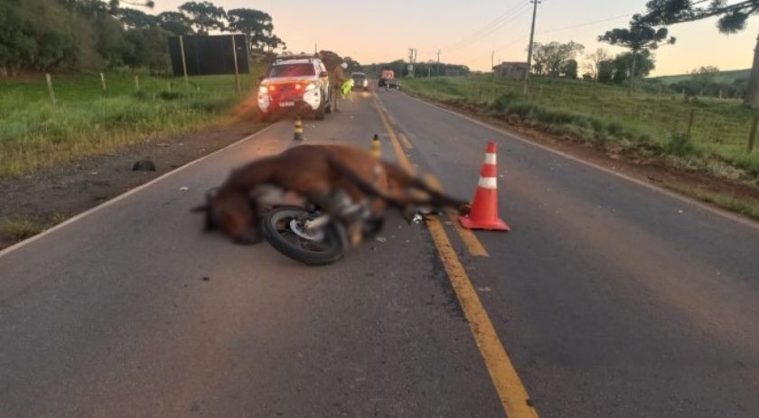 Motociclista morre após atingir cavalo e ser arrastado por carro em rodovia
