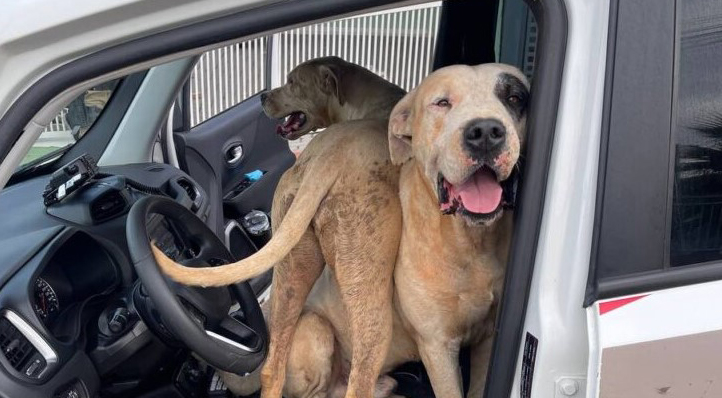 Cães de grande porte soltos em via pública mobilizam PM e são recolhidos em