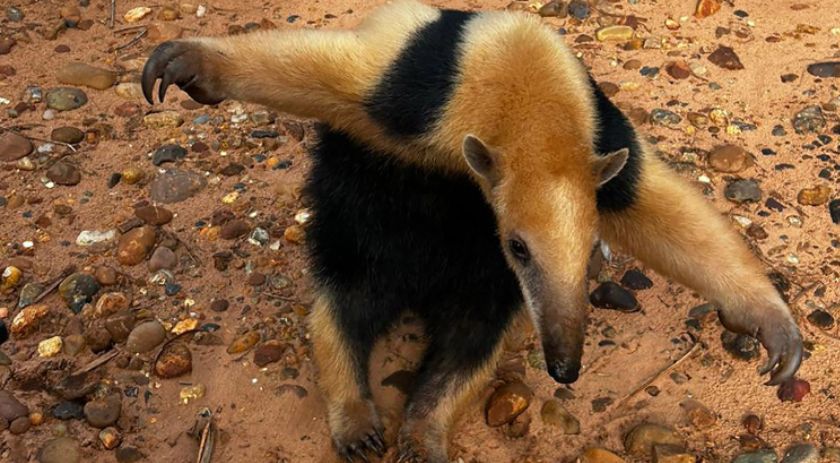 Tamanduá-mirim encontrado em Alto Piquiri é devolvido à natureza por técnicos do IAT
