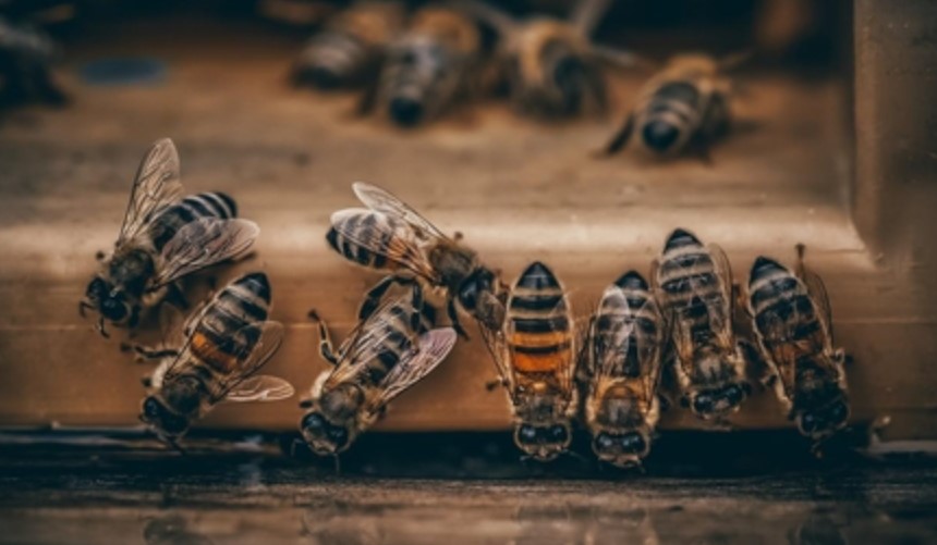 Dia Mundial das Abelhas destaca importância dos insetos para a natureza e a produção de alimentos