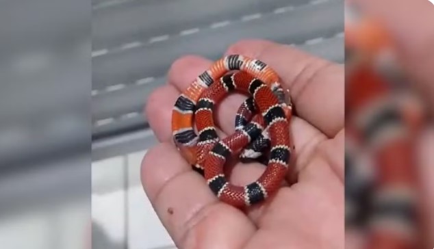 Desespero: Vigilante de creche morde cobra coral após ser picada pela serpente