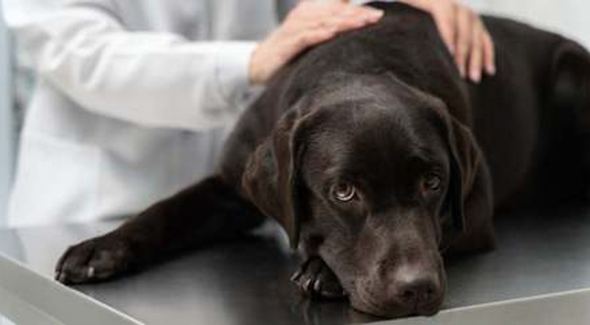 Saiba quais são as doenças mais comuns em cachorros e como é possível preveni-las