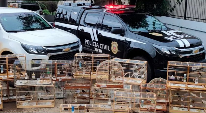 IAT de Pato Branco resgata 39 aves da espécie Azulão em criadouro irregular