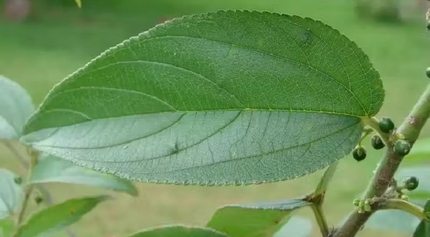 Brasileiros descobrem planta nativa que produz canabidiol sem efeitos alucinógenos