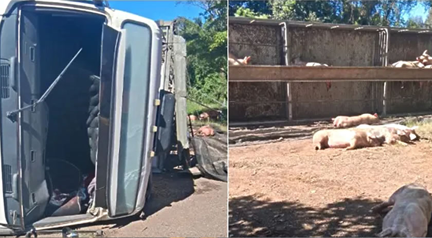 Caminhão carregado com porcos tomba na BR-280