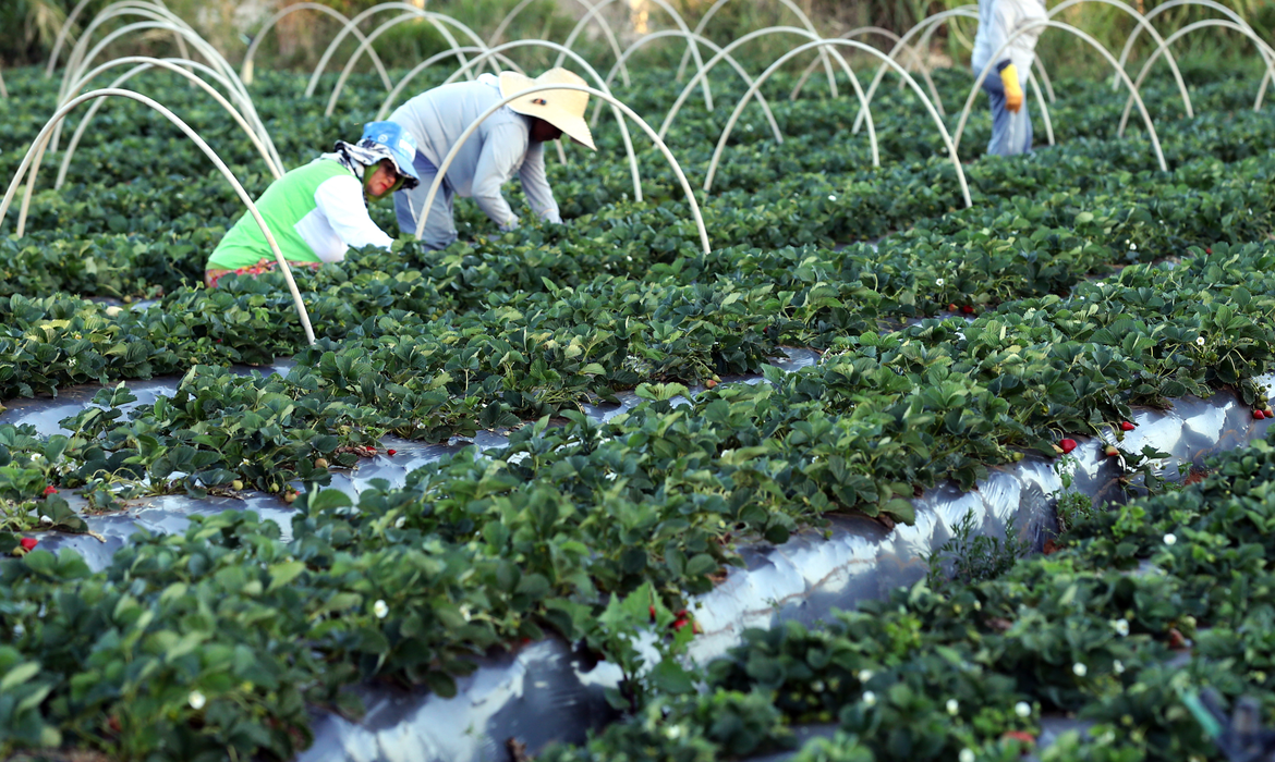 Desenrola Brasil vai negociar dívidas de agricultores familiares