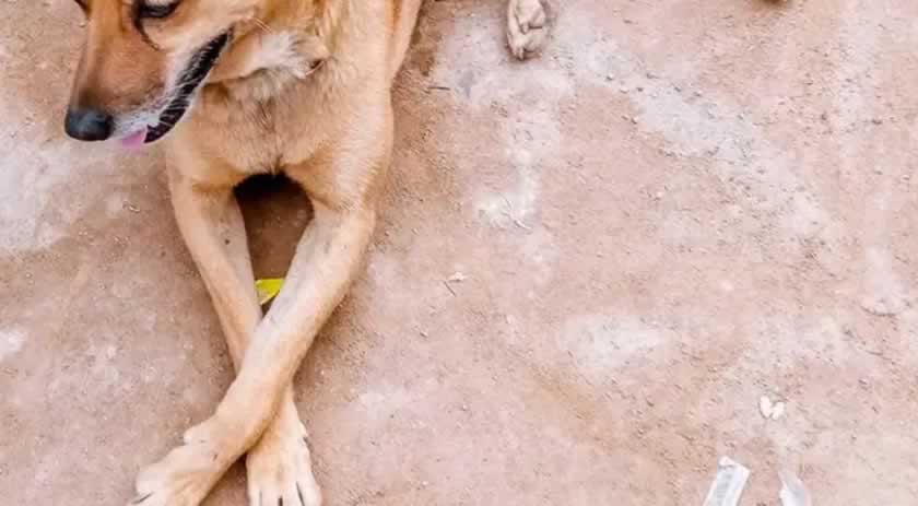 Homem que jogou cão por cima de muro de ONG é condenado em Santa Catarina