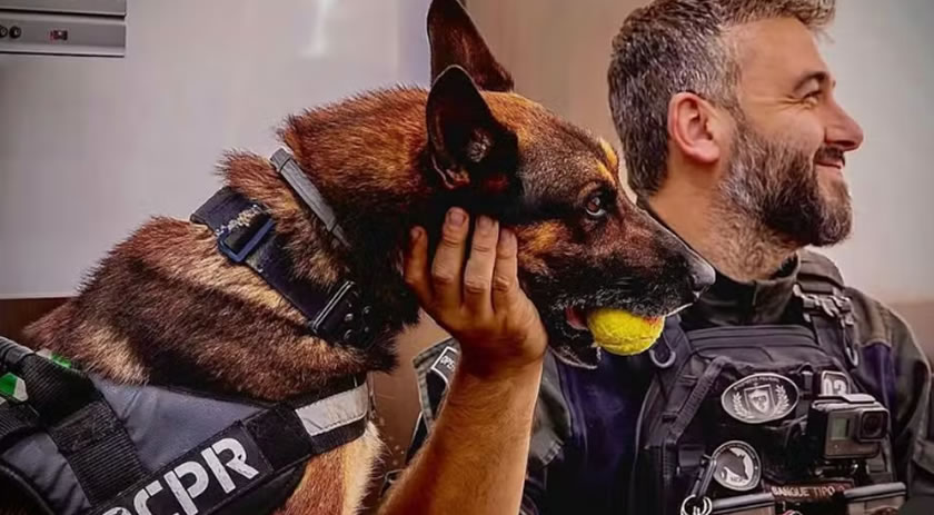 Cão policial Raio volta às operações após aposentadoria e ajuda na prisão de seis suspeitos