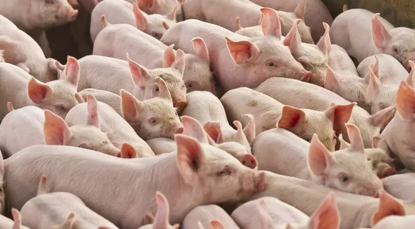 Exportações catarinenses de carne suína chegam ao ápice em 2023