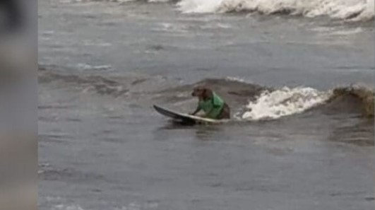 Cachorro surfista surpreende ao pegar onda no Farol de Santa Marta