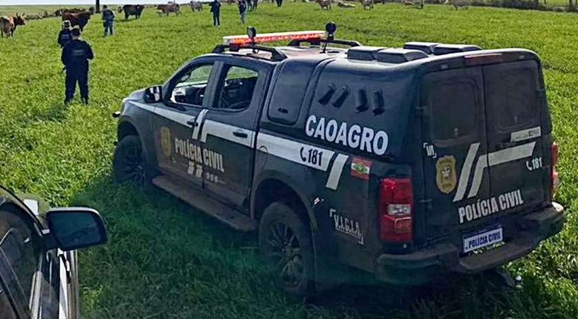 Polícia recupera 10 de 44 cabeças de gado furtadas em SC; crime é investigado