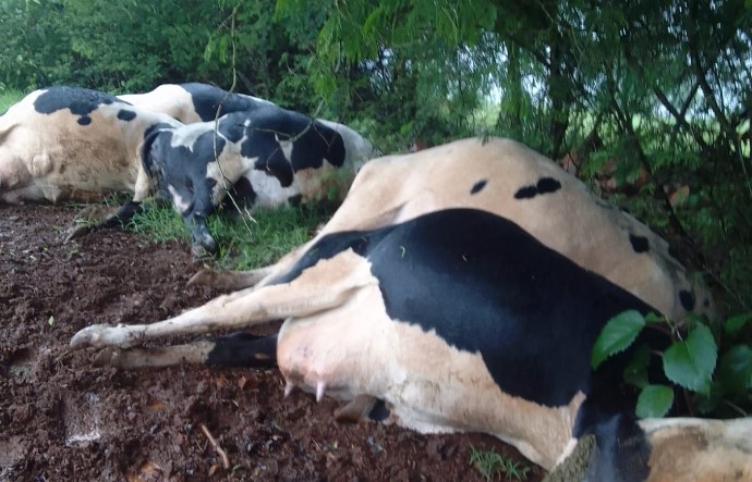 Raio mata sete vacas no interior