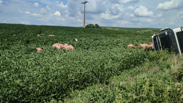 Caminhão carregado com suínos tomba em plantação após colisão no Oeste