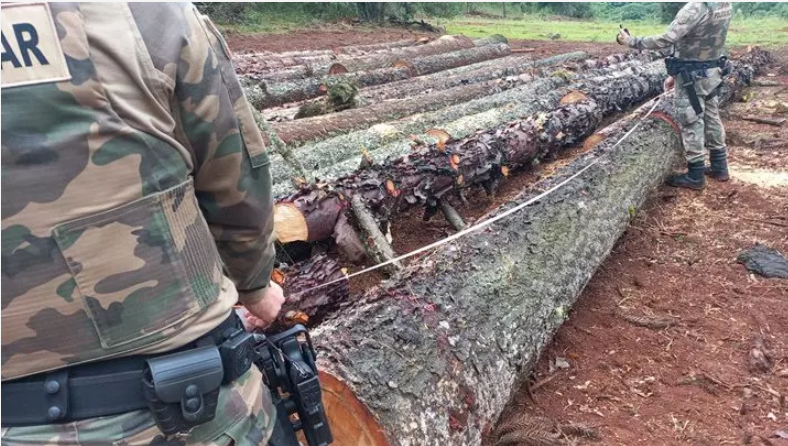 Mais de 200 toras de araucária são apreendidas em localidade na Serra