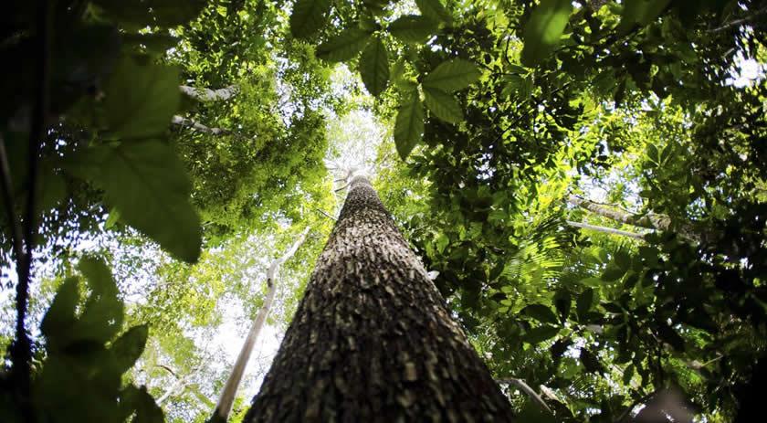 Bioma amazônico tem 30 a 40 mil espécies só de plantas, mostra estudo