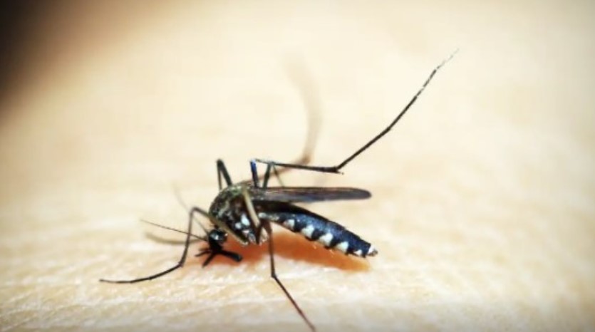 Saúde registra mais de 58 mil focos do mosquito Aedes aegypti até início de novembro