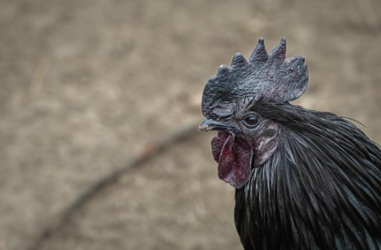 Galinha de luxo conhecida como ‘Lamborghini das aves’ é 100% preta e pode custar até R$ 33 mil