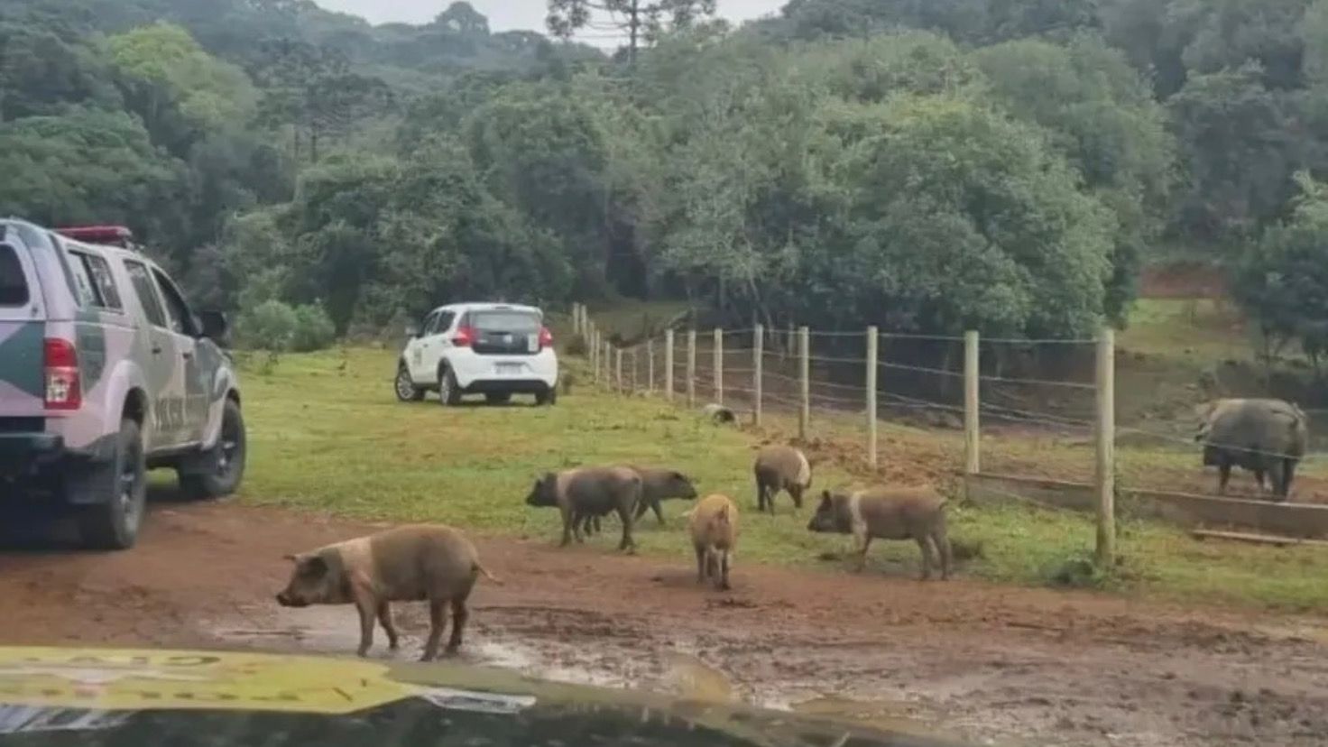 Mais de 20 javalis e javaporcos são sacrificados em criação irregular; produtor será investigado